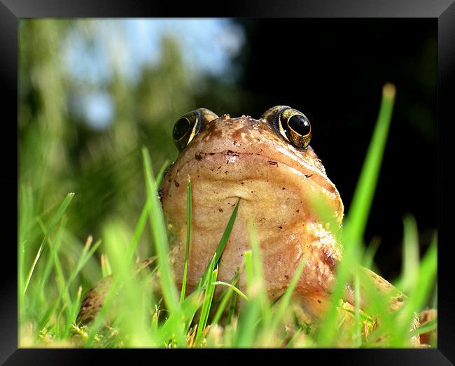 frog Framed Print by david harding