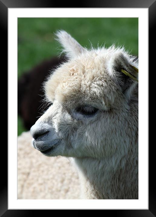 alpaca Framed Mounted Print by david harding