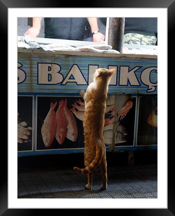 Cat at Fish Market Framed Mounted Print by david harding