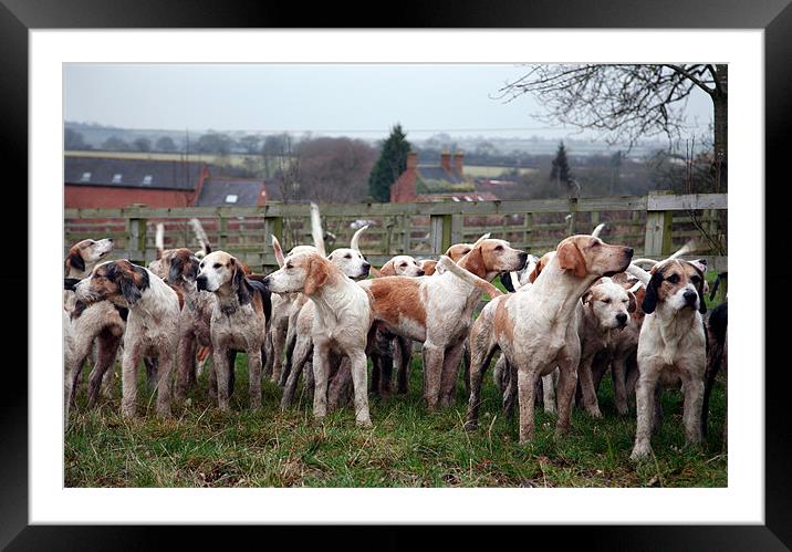 Hounds Framed Mounted Print by david harding