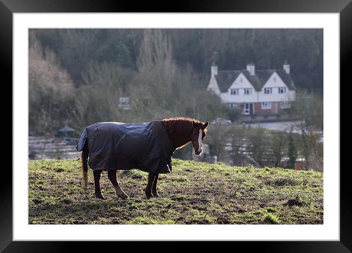 Horse Framed Mounted Print by david harding