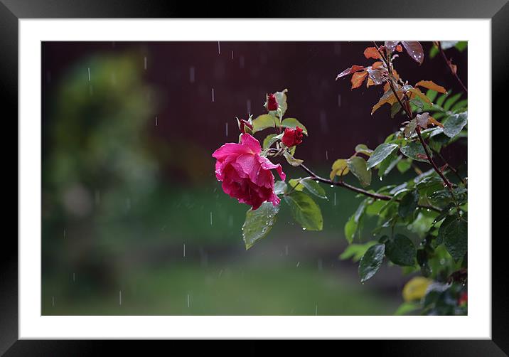 rose in rain Framed Mounted Print by david harding