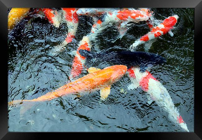 koi carp Framed Print by david harding