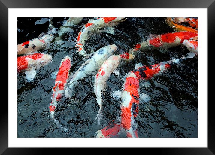 koi carp Japan Framed Mounted Print by david harding