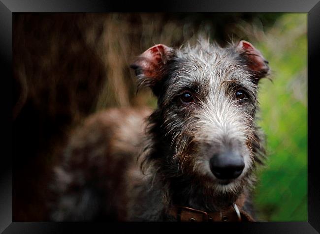 dog Framed Print by david harding