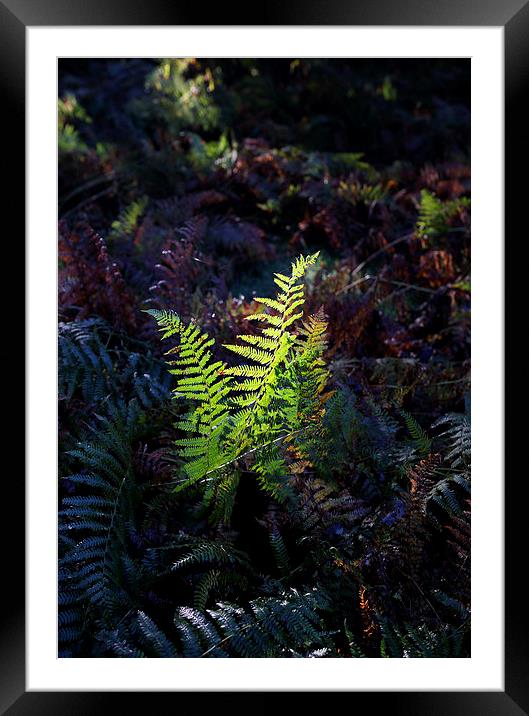 fern Framed Mounted Print by david harding