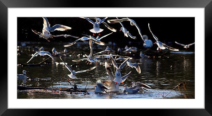 birds on lake Framed Mounted Print by david harding