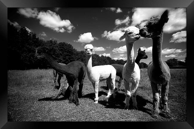  Alpacas  Framed Print by david harding