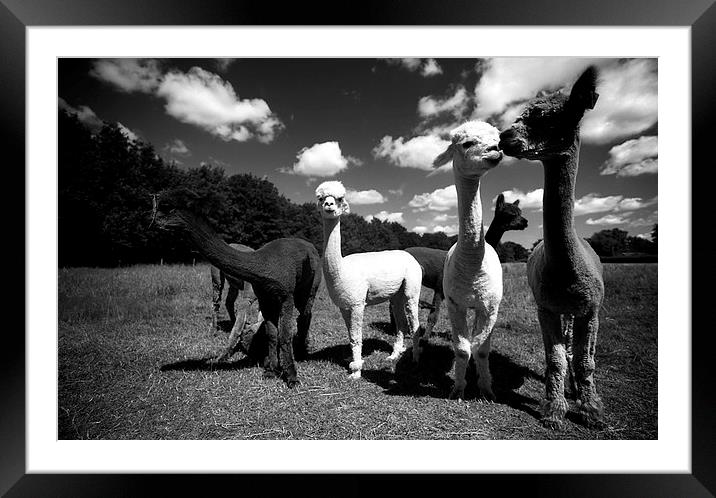  Alpacas  Framed Mounted Print by david harding
