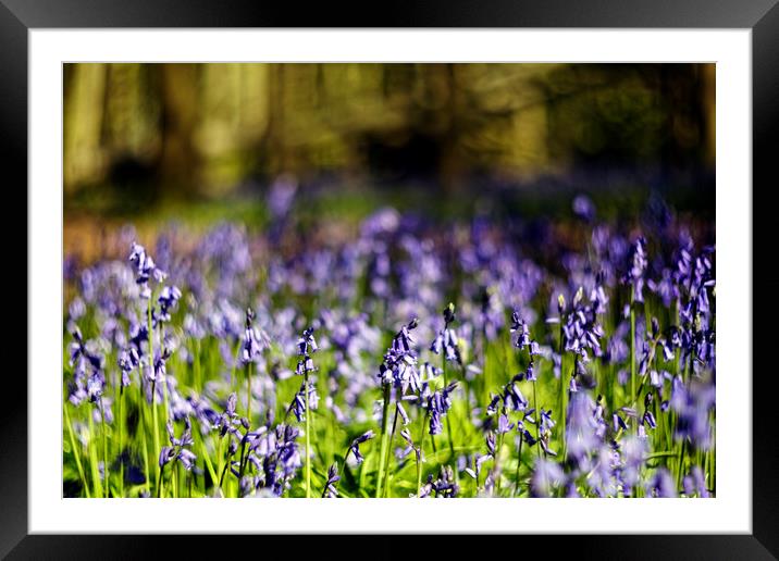 Bluebells Framed Mounted Print by david harding