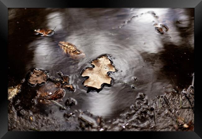 leaf floating on water Framed Print by david harding