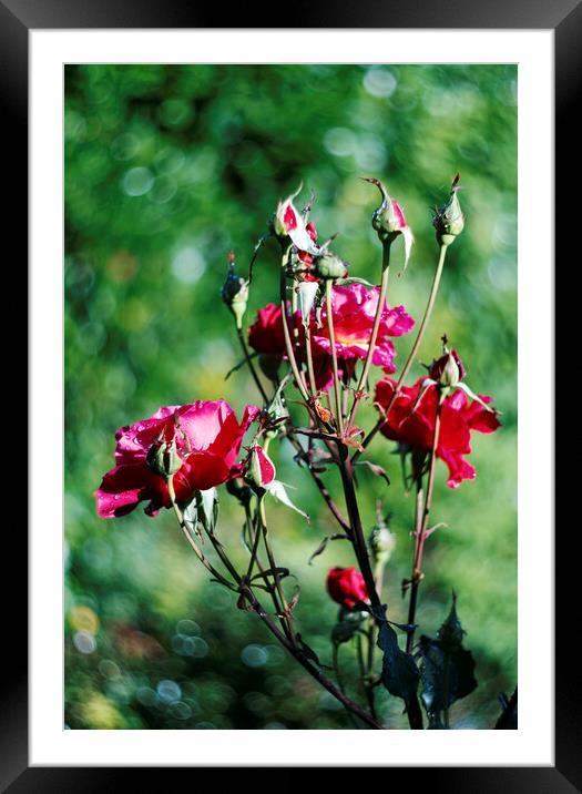 red roses Framed Mounted Print by david harding
