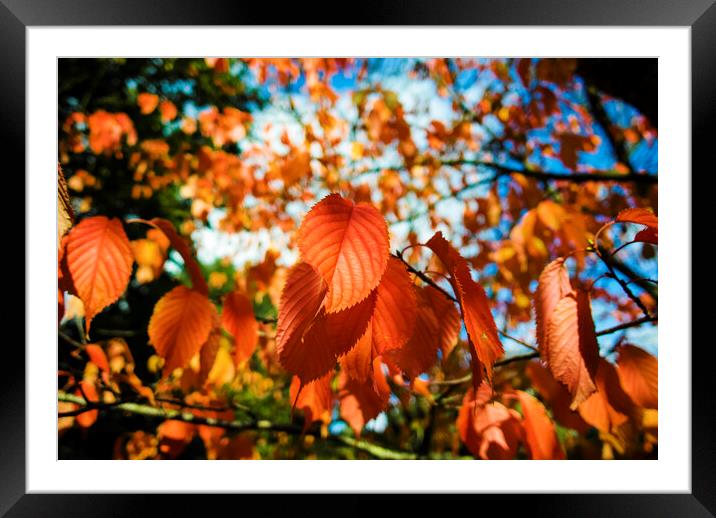 Autumn Leaves Framed Mounted Print by david harding