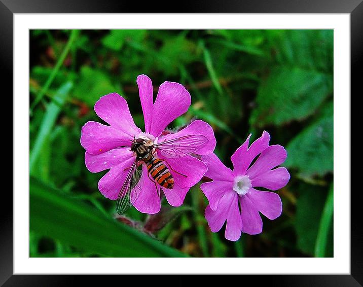 Ragged Dragon Framed Mounted Print by Laura McGlinn Photog