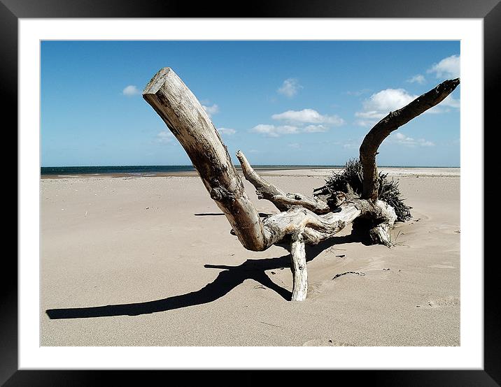Branching Out Framed Mounted Print by Laura McGlinn Photog