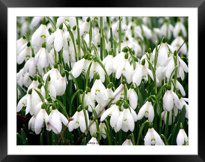 Simply Snowdrops Framed Mounted Print by Laura McGlinn Photog