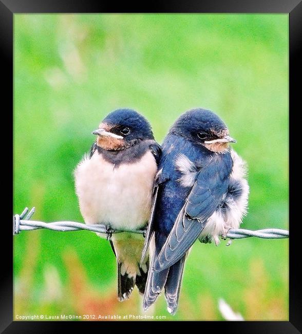 A Swallows Tale Framed Print by Laura McGlinn Photog