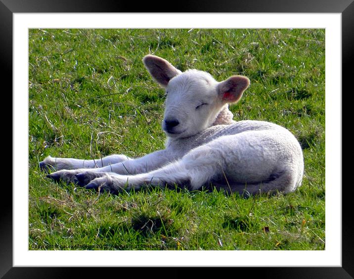 Just Chilling Framed Mounted Print by Laura McGlinn Photog