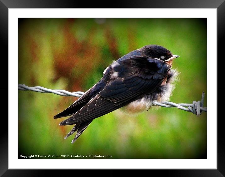 PowerNap Framed Mounted Print by Laura McGlinn Photog