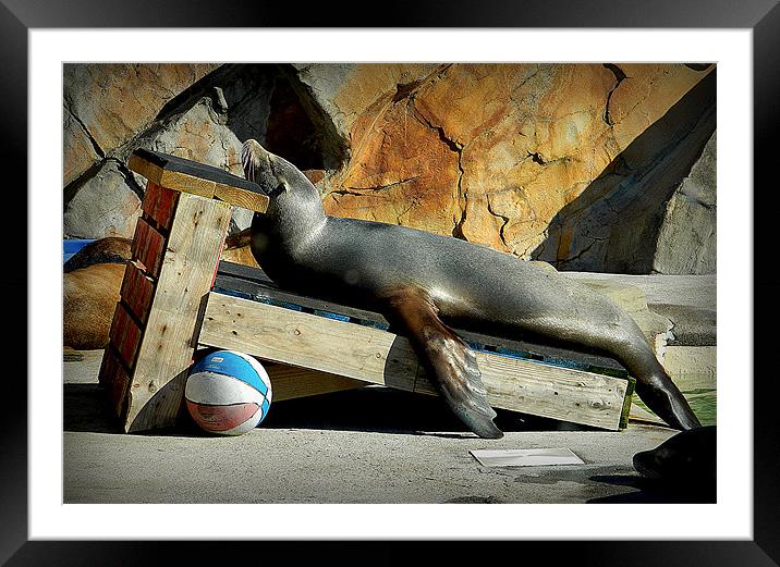 Just Chillin! Framed Mounted Print by Laura McGlinn Photog