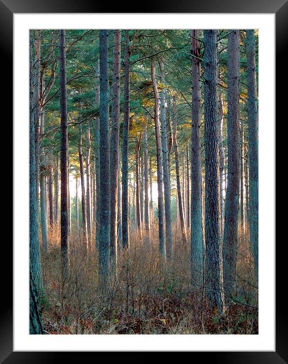  Tentsmuir Pine Framed Mounted Print by Laura McGlinn Photog