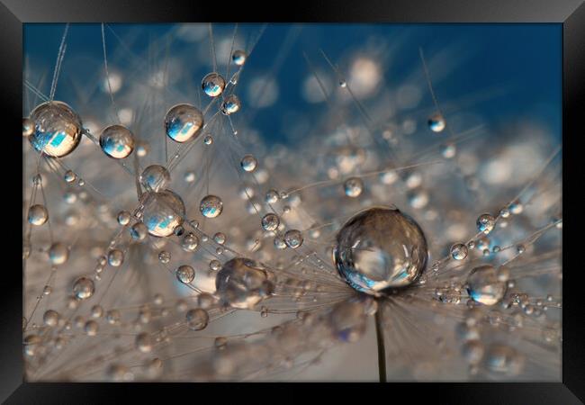  Deep Blue Dandelion Drops Framed Print by Sharon Johnstone