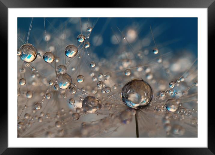  Deep Blue Dandelion Drops Framed Mounted Print by Sharon Johnstone