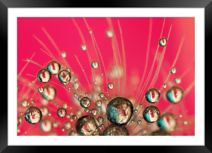Hot Pink Drops Framed Mounted Print by Sharon Johnstone