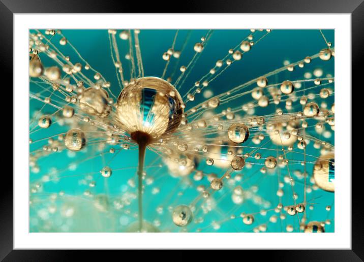 Starburst Dandy Drops Framed Mounted Print by Sharon Johnstone