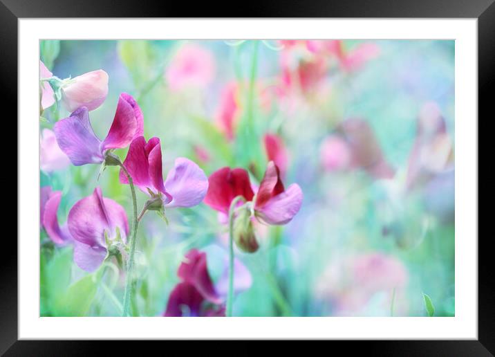 Sweet Pea Framed Mounted Print by Sharon Johnstone
