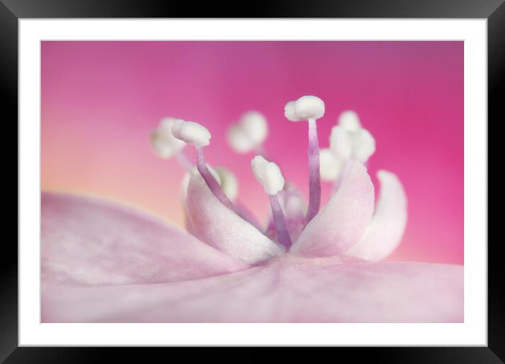Pretty in Pink Hydrangea Framed Mounted Print by Sharon Johnstone
