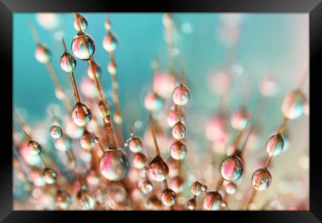 Cactus Drops Framed Print by Sharon Johnstone