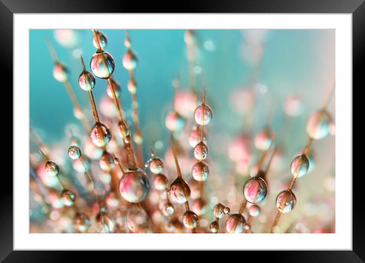 Cactus Drops Framed Mounted Print by Sharon Johnstone