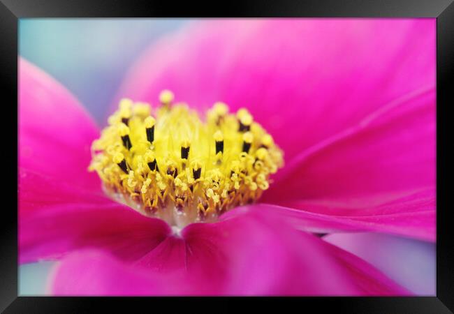 Hot Pink Cosmos Framed Print by Sharon Johnstone