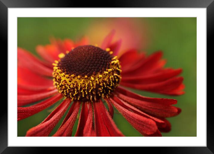 Sneezeweed Framed Mounted Print by Sharon Johnstone