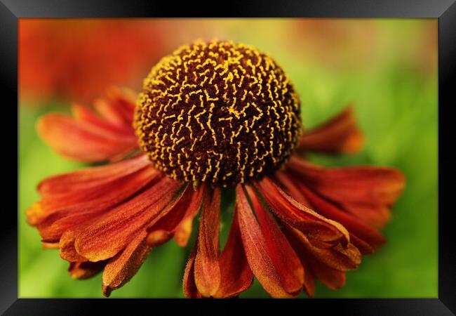 Sneeze Weed II Framed Print by Sharon Johnstone