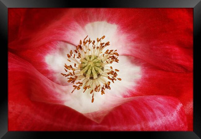 Poppy Kiss Framed Print by Sharon Johnstone