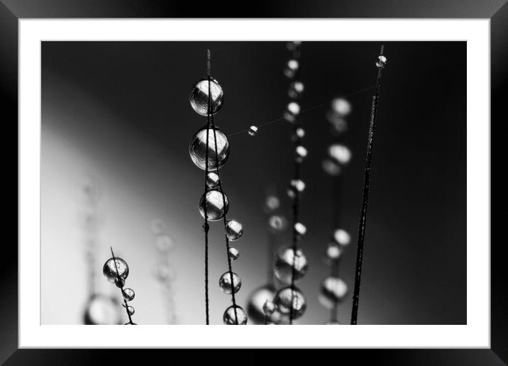 Grass Seed Drops II Framed Mounted Print by Sharon Johnstone