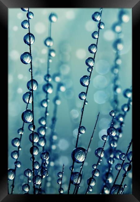 Grass Seed Drops in Blue Framed Print by Sharon Johnstone