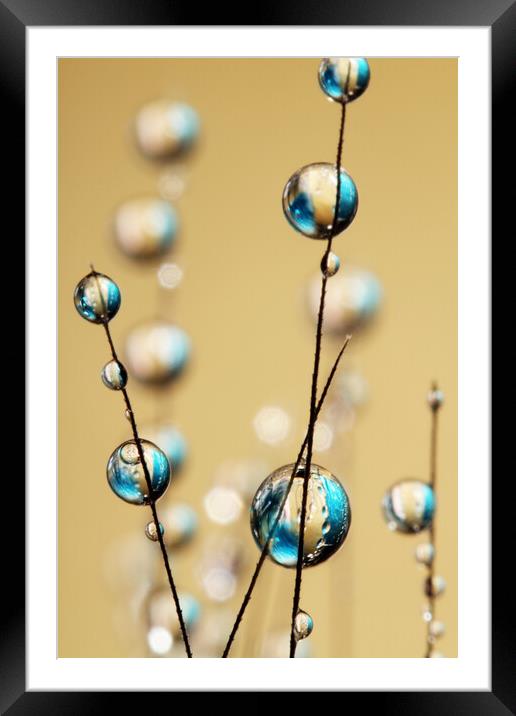 Sapphire and Gold Grass Seed Drops Framed Mounted Print by Sharon Johnstone