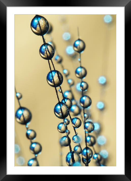 Gold and Blue Grass Seed Drops Framed Mounted Print by Sharon Johnstone