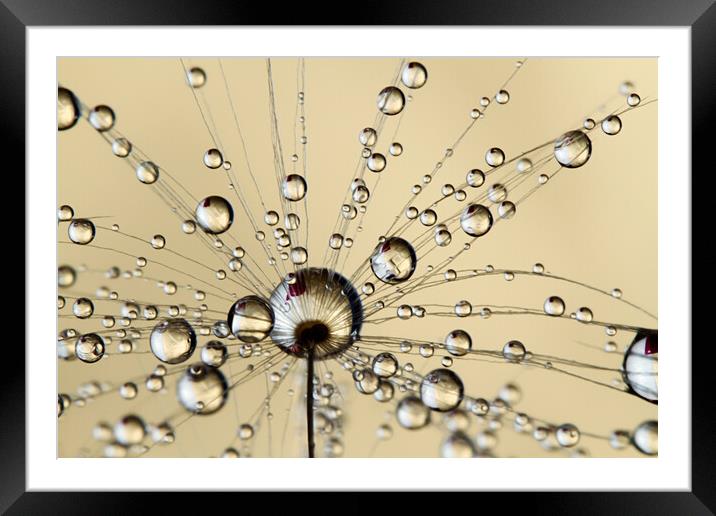 A Spray of Dandy Drops Framed Mounted Print by Sharon Johnstone