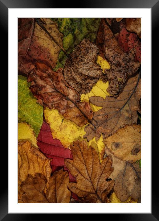 My Autumn Garden II Framed Mounted Print by Sharon Johnstone