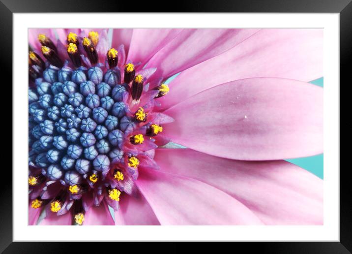 Daisy in Baby Pink Framed Mounted Print by Sharon Johnstone