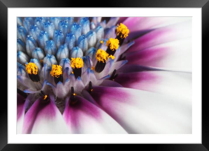 Daisy Love II Framed Mounted Print by Sharon Johnstone