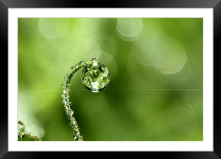Early Morning Dew Framed Mounted Print by Sharon Johnstone