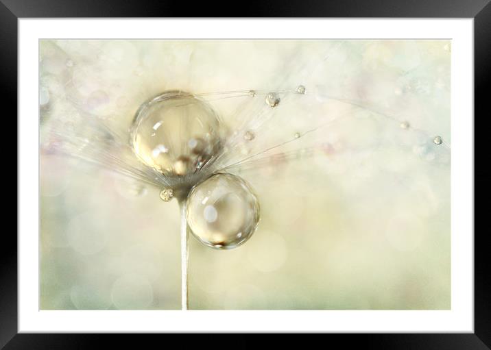 Hint of Gold Framed Mounted Print by Sharon Johnstone