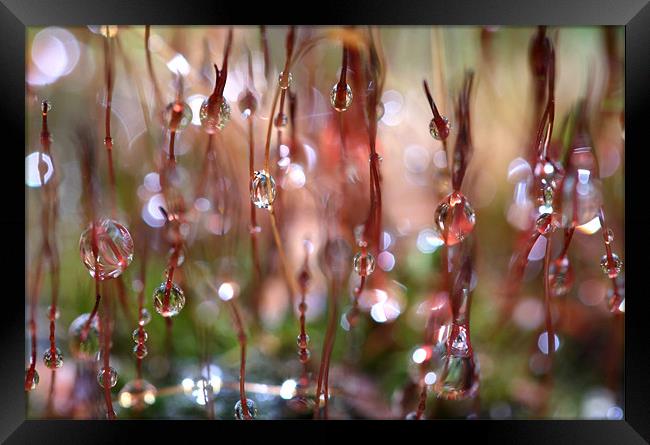 Rain Catcher Framed Print by Sharon Johnstone