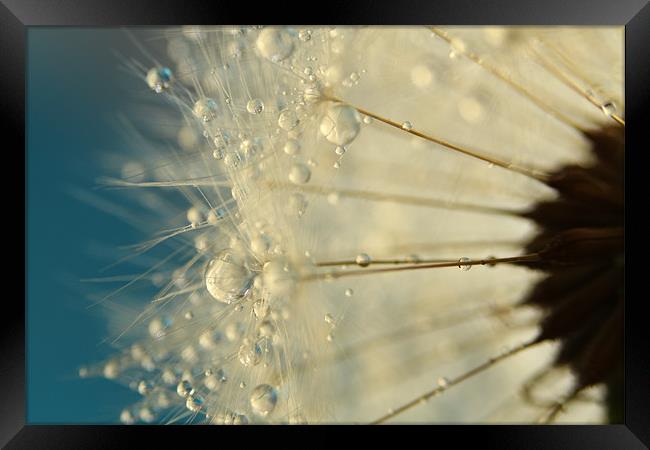 Dandelion with Blue Framed Print by Sharon Johnstone