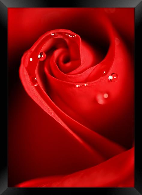 Red Swirl Framed Print by Sharon Johnstone